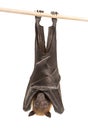 Lyle`s flying fox hanging from a branch, Pteropus lylei