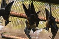 Lyle`s Flying Fox is a mammal. That is truly flying.