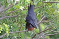 Lyle's flying fox Pteropus lylei Bat Sleeping