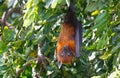 Lyle`s flying fox Pteropus lylei Bat Sleeping on the tree Royalty Free Stock Photo