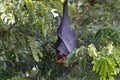 Lyle`s flying fox Pteropus lylei Bat Sleeping Royalty Free Stock Photo