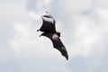 Lyle`s flying fox Pteropus lylei Silhouette in the sky