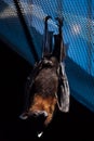 Lyle's flying fox (Pteropus lylei).