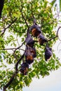 Lyle's flying fox, Pteropus vampyrus, Pteropus lylei or Khangka