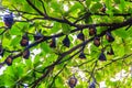 Lyle's flying fox, Pteropus vampyrus, Pteropus lylei or Khangka