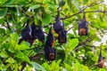 Lyle's flying fox, Pteropus vampyrus, Pteropus lylei or Khangka