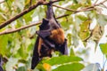 Lyle's flying fox, Pteropus vampyrus, Pteropus lylei or Khangka