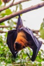 Lyle's flying fox, Pteropus vampyrus, Pteropus lylei or Khangka