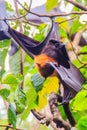 Lyle's flying fox, Pteropus vampyrus, Pteropus lylei or Khangka