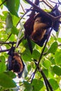 Lyle's flying fox, Pteropus vampyrus, Pteropus lylei or Khangka