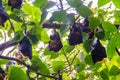 Lyle's flying fox, Pteropus vampyrus, Pteropus lylei or Khangka