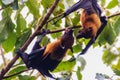 Lyle's flying fox, Pteropus vampyrus, Pteropus lylei or Khangka