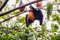 Lyle's flying fox, Pteropus vampyrus, Pteropus lylei or Khangka