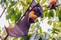 Lyle's flying fox, Pteropus vampyrus, Pteropus lylei or Khangka