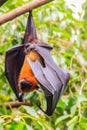 Lyle's flying fox, Pteropus vampyrus, Pteropus lylei or Khangka