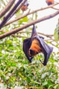 Lyle's flying fox, Pteropus vampyrus, Pteropus lylei or Khangka