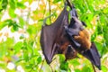 Lyle's flying fox, Pteropus vampyrus, Pteropus lylei or Khangka