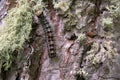 Lymantria dispar caterpillars move in forest.