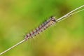 Lymantria dispar, the gypsy moth caterpillar