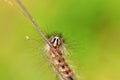 Lymantria dispar, the gypsy moth caterpillar portrait