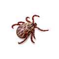 Lyme Disease Infected Tick Arachnid Isolated on White. Encephalitis Virus or Borreliosis Infectious Dermacentor Parasite