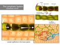 Lymph capillaries in the tissue spaces. Lymphatic circulation and structure of lymphatic vessels Royalty Free Stock Photo