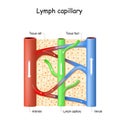 Lymph capillary in human tissue. Blood vessel: Venule and Arteriole