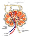 Lymph node Royalty Free Stock Photo