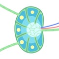 Lymph node anatomy