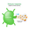 Lymph node and B-cells and T-cells Royalty Free Stock Photo