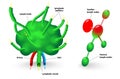 Lymph node Royalty Free Stock Photo