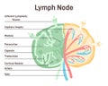 Lymph node. Human lymphatic system vessel. Lymphatic fluid filtration