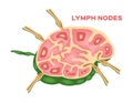 Lymph node , lymphocyte structure Royalty Free Stock Photo