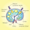 Lymph Node Structure Royalty Free Stock Photo