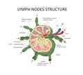 Lymph node structure medical educational science vector illustration. Royalty Free Stock Photo