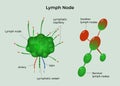 Lymph node System medical illustration