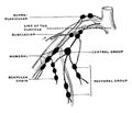 Lymph Node of Upper Extremity, vintage illustration