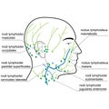 Lymph nodes of the head and neck. Royalty Free Stock Photo