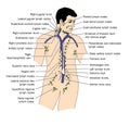 The lymph system Royalty Free Stock Photo