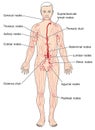 The lymph system