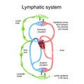 Lymphatic circulation system. parts of immune and Circulatory system Royalty Free Stock Photo