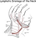 Lymphatic Drainage of the Neck Royalty Free Stock Photo