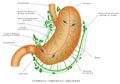 Lymphatic drainage of the stomach