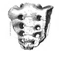 Lymphatic of the head, neck, upper part of the trunk in the old book D`Anatomie Chirurgicale, by B. Anger, 1869, Paris