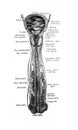 Lymphatic of the head, neck, upper part of the trunk in the old book D`Anatomie Chirurgicale, by B. Anger, 1869, Paris