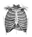 Lymphatic of the head, neck, upper part of the trunk in the old book D`Anatomie Chirurgicale, by B. Anger, 1869, Paris