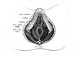 Lymphatic of the head, neck, upper part of the trunk in the old book D`Anatomie Chirurgicale, by B. Anger, 1869, Paris