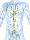 Lymphatic system