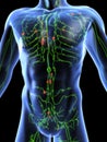 Lymphatic system Royalty Free Stock Photo