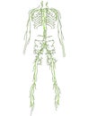 Lymphatic system